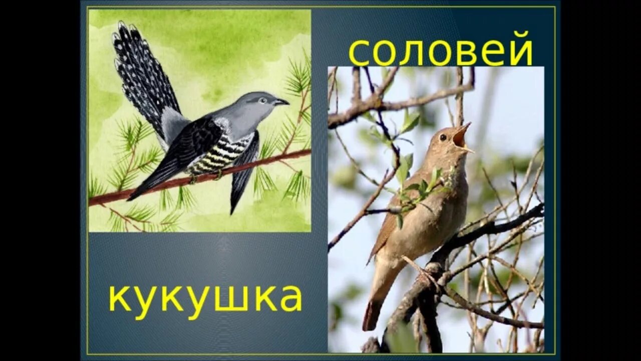 Кукушка какие звуки. Соловей и Кукушка. Кукушка Перелетная птица. Кукушка картина. Кукушка Соловей фото.