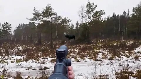 Выстрел на охоте