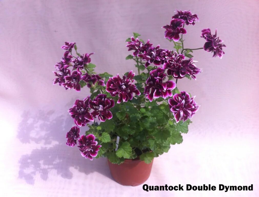 Quantock candy. пеларгония quantock. Quantock double diamond пеларгония. кванток мэй пеларгония ангел. пеларгония quantock.