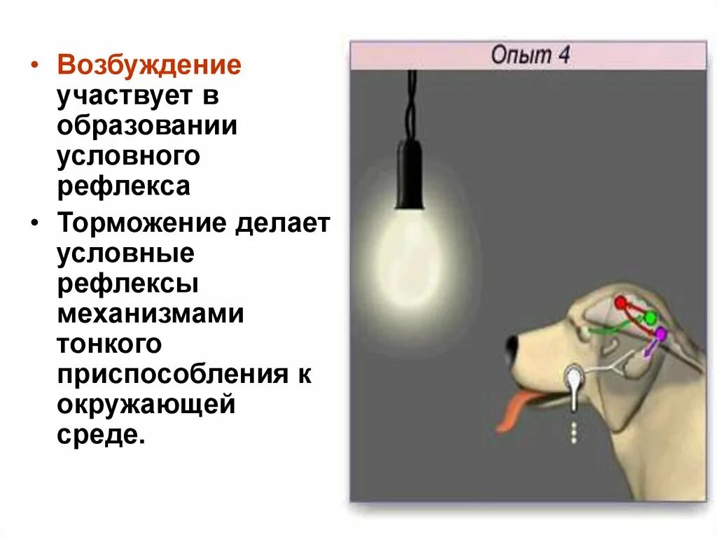 Торможение рефлексов. Образование и торможение условных рефлексов. Запредельное торможение условных рефлексов. Условных рефлексах, торможении условных рефлексов..