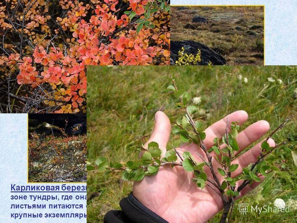 Карликовое дерево тундры. Карликовые тундровые березы. Растительность тундры карликовая береза. Растения тундры карликовая береза. Карликовая берёза в тундре