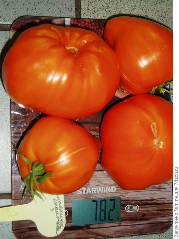 томат бьютифул кинг. томат оранж блю. томат земляника оранжевая. томат оранжевая клубника отзывы. томат оранжевая клубника отзывы.