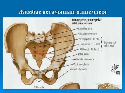 Жамбас суреттері мен әңгімелер