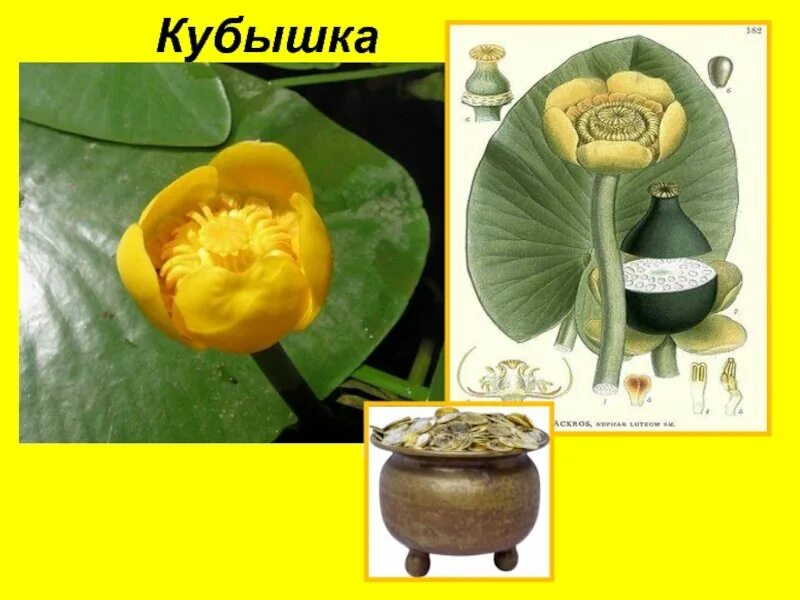 Как работает кубышка. Кубышка малая семена. корневище кубышки желтой. кувшинка желтая кубышка. кубышка желтая фармакогнозия.