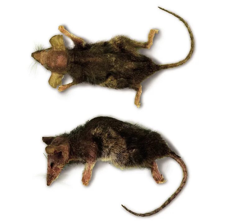 Летальные мутации. Скрещены две линии мышей. Скрещены две линии мышей. Эпистаз схема скрещивания. Скрещены две линии мышей.