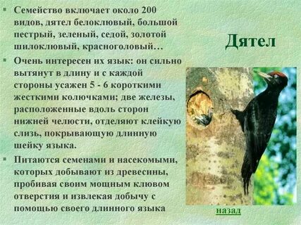 5 фактов о дятле