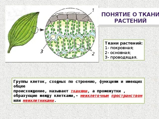 Какие клетки образуются листовую пластинку. Основная ткань растений строение 6 класс. Строение тканей растений 6 класс. Строение основной ткани 6 класс биология. Ткани листа растения и их функции.