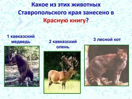 Животные занесенные в красную книгу ставропольского