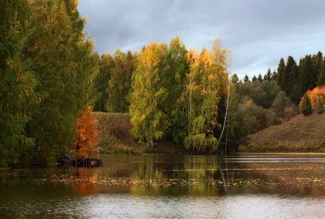 Светский лес