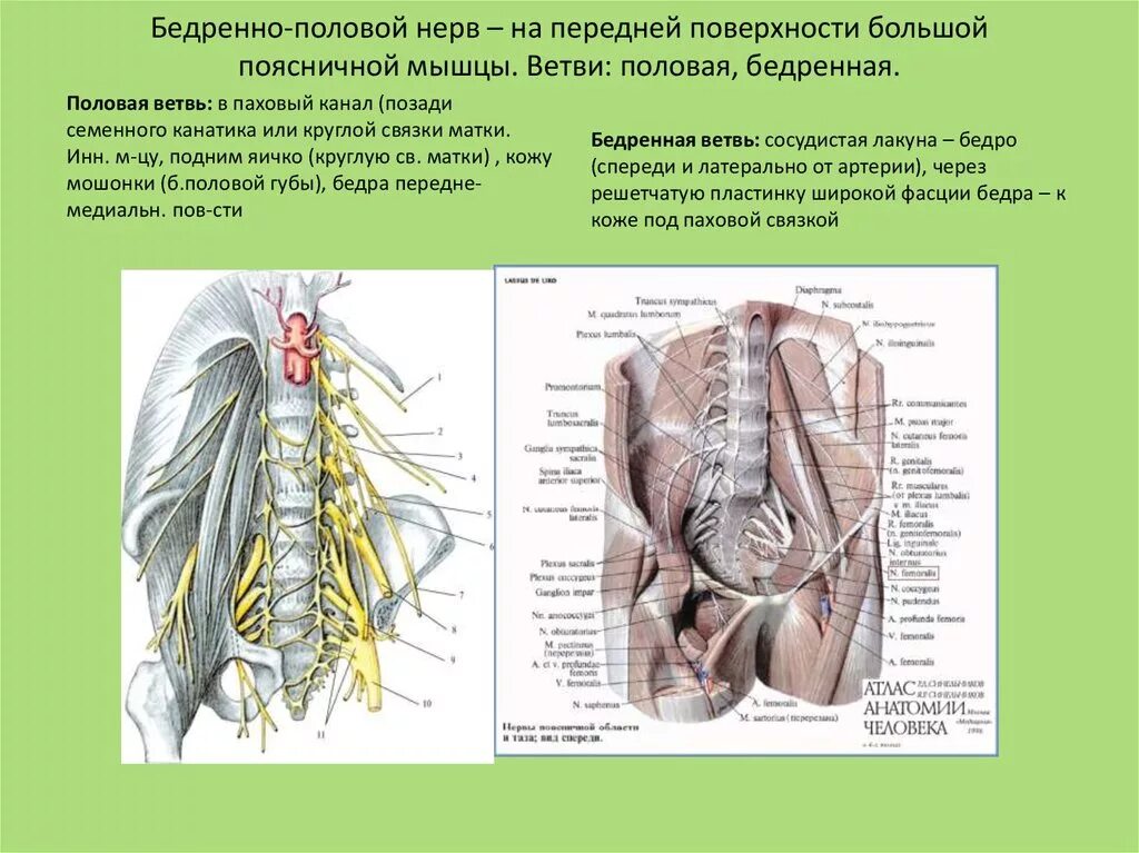 Пояснично-крестцовое сплетение анатомия. Область иннервации бедренно-полового нерва. Бедренно-половой нерв и срамной нерв. Срамной нерв анатомия у женщин.