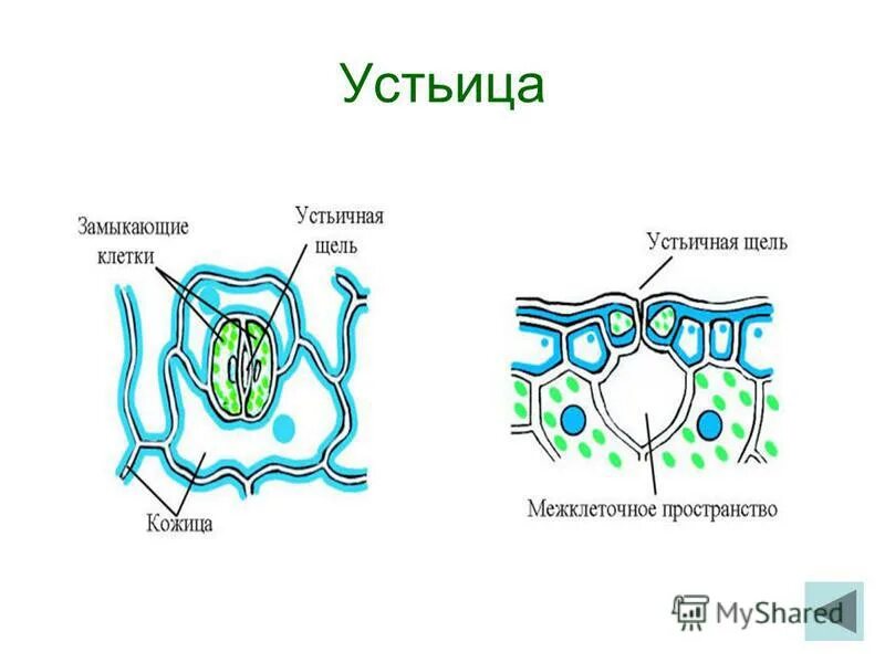 Устье растений. Строение листьев устьица. Схема строения устьица листа. Схема устьица у растений. Схема строения устьиц листа растений.