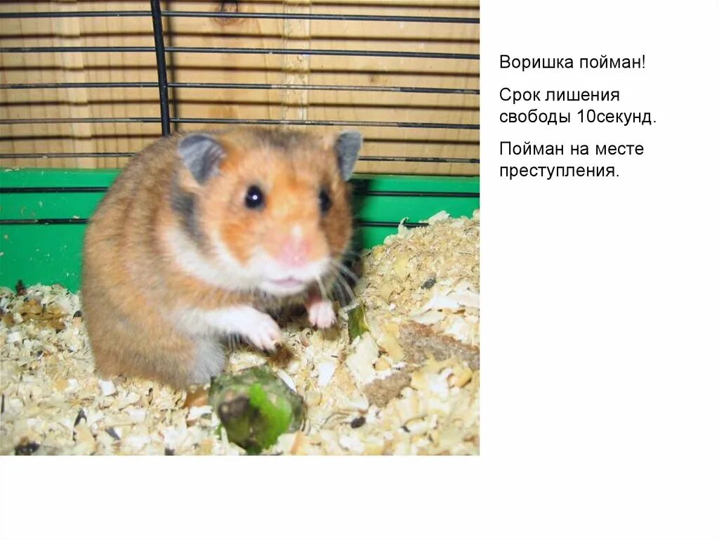 Как назвать хомяка мальчика и девочку