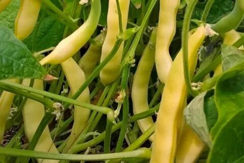 Зеленая и желтая фасоль
