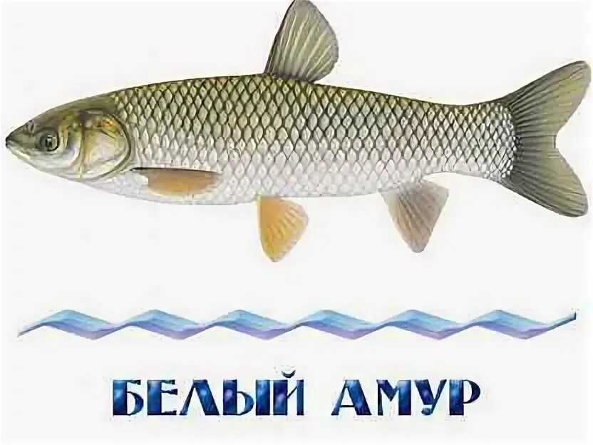 Белый амур рыба. Белый амур белый амур. Живая рыба белый амур. Бел амура. Кутум ареал обитания.
