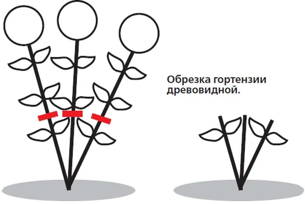 Схема обрезки древовидной гортензии весной. Обрезка метельчатой гортензии осенью. Омолаживающая обрезка гортензии метельчатой. Обрезка древовидной гортензии весной схема.