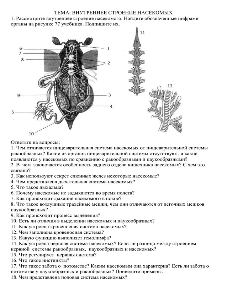 Тесты по биологии по насекомым. Класс насекомые внутреннее строение. Внешнее и внутреннее строение насекомого биология 7 класс. Внутреннее строение насекомых 7. Строение насекомых 1 класс задания.