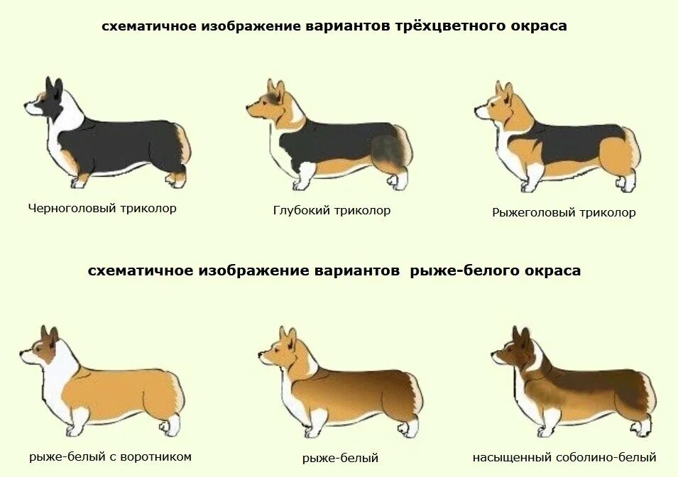 Собака вельш корги пемброк щенки. Щенки вельш корги пемброк. Порода собак корги кардиган. Вельш корги стандарт стандарт породы. Сколько весит взрослый корги