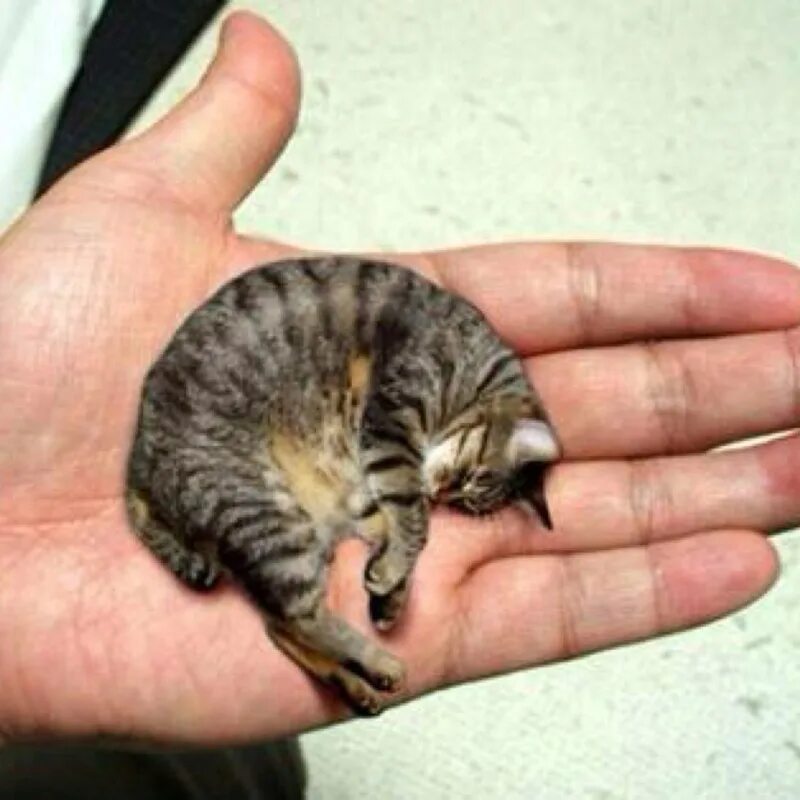 Кошки которые не растут