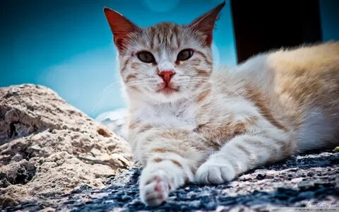 Сайт с котами