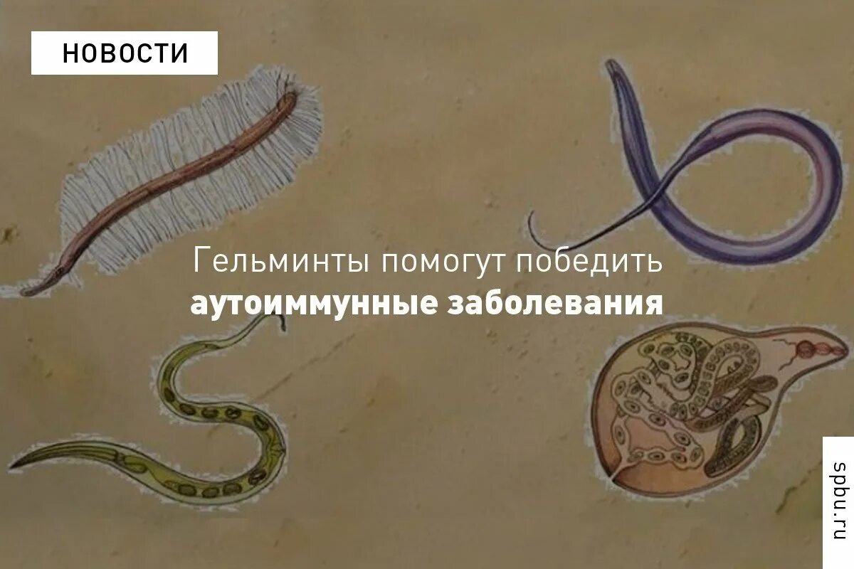 Как получить гельминта. Водорослеобразные гельминты. ат к гельминтам.