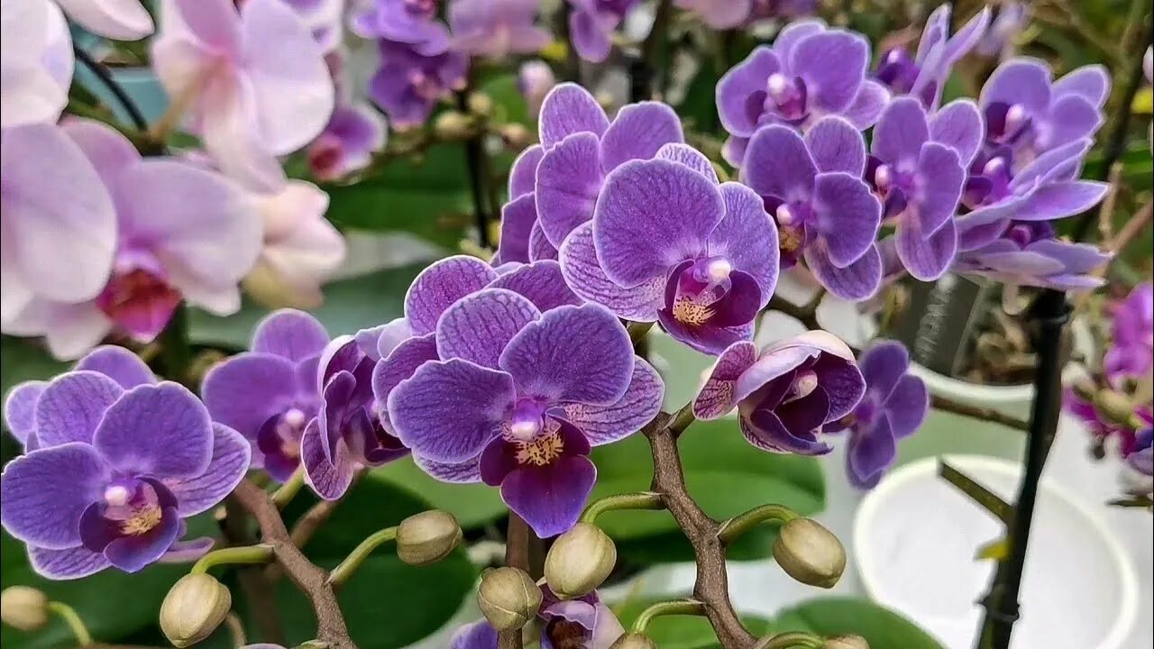 Violet Queen, Singolo и другие на второй витрине Шоу орхидей Бауцентра г. Омск. 