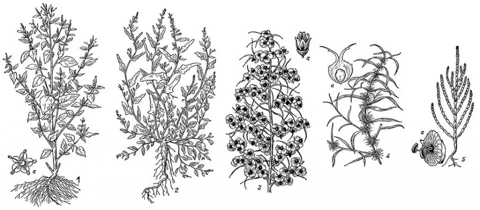 семейство chenopodiaceae. маревые (подсемейство). маревые представители. маревых (chenopodiaceae). растения семейства маревых.