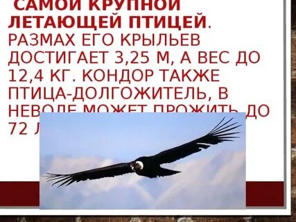 Также как птицы
