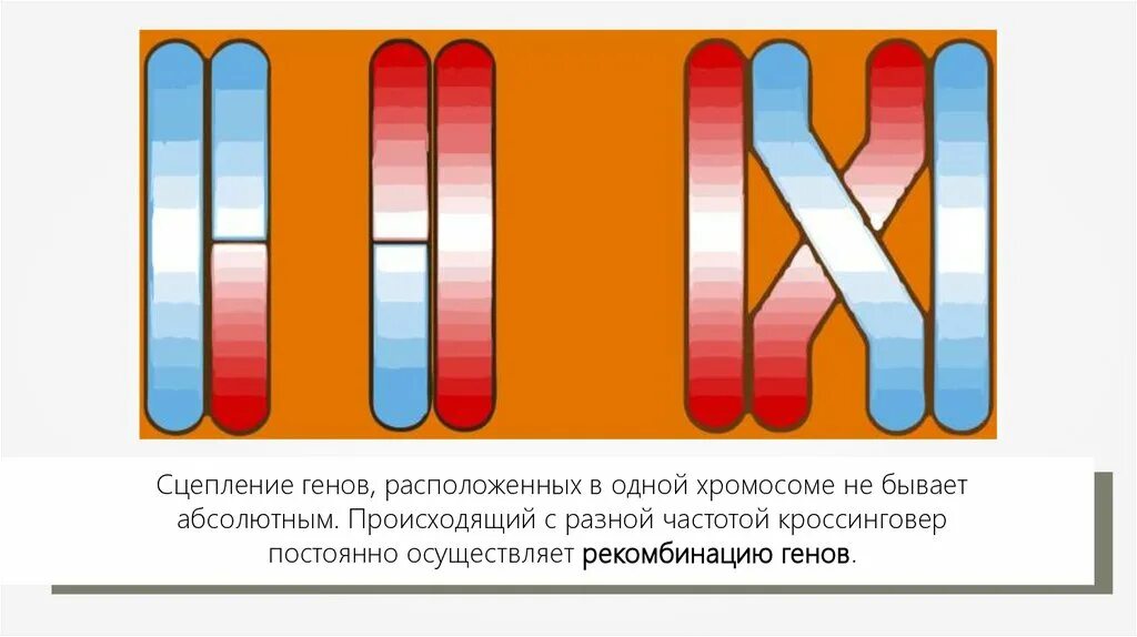 Сцепленные гены. Понятие сцепление генов. Гены – группы сцепления хромосом. Гены одной хромосомы образуют группу сцепления.