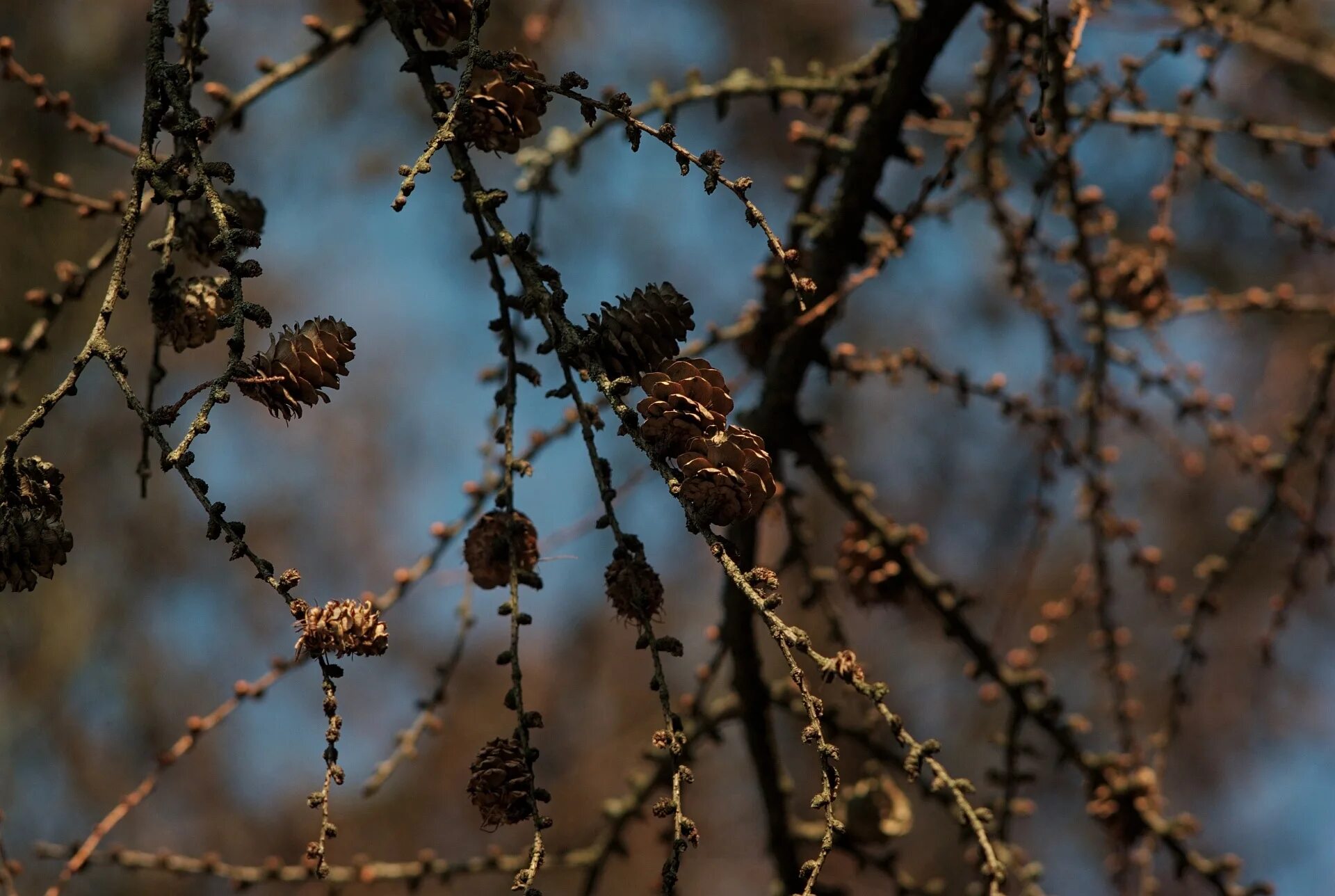 Лиственница чекановского шишки. Тис дерево хвоя. ). Лиственница гмелина шишки. Ветка лиственницы с шишками.