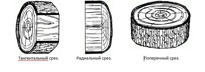 Поперечный радиальный тангентальный разрез древесины. Тангентальный срез древесины. Тангенциальный радиальный и поперечный срез. Тангентальный разрез древесины сосны.