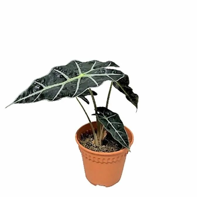 Алоказия кобра. Стрелиция филодендрон. Алоказия сандера полли. Алоказия джеклин. Алоказия летучая мышь.