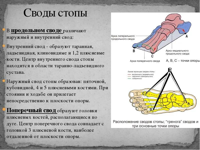 Какое значение поперечного. Поперечный свод стопы образован. Строение сводов стопы. Поперечный свод стопы укрепляют связки. Продольный и поперечный свод стопы.