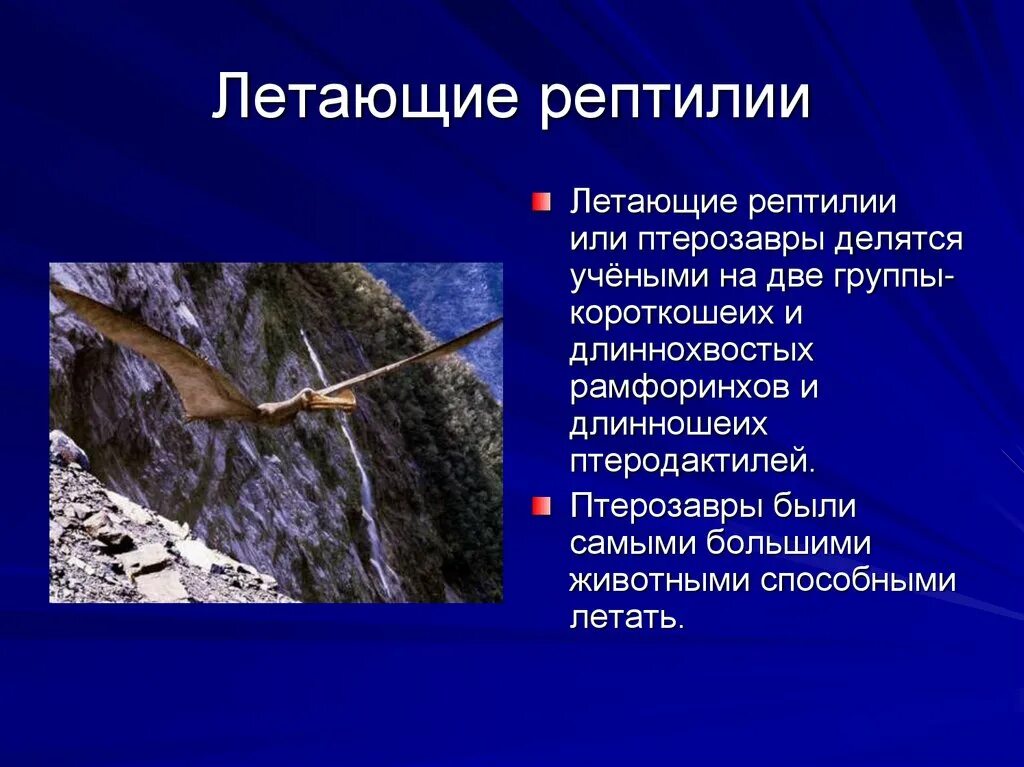 Древние пресмыкающиеся сообщение. Летающие древние пресмыкающиеся. древние пресмыкающиеся 7 класс. птеродактиль доклад. птеродактиль презентация.