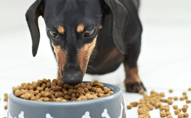 Что нельзя таксам. Таксы еда дзен. Интерактивная миска собаке на белом фоне. Собака ест сухой корм. Такса на обеде.