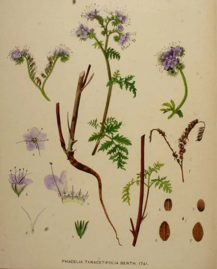 Корневая система фацелии фото MW0476808, Phacelia tanacetifolia (Фацелия пижмолистная), specimen