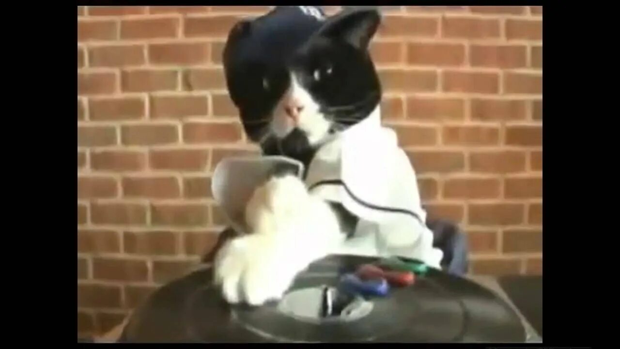 Кот репер. Кот диджей. кот рэпер. коты диджеи. котик dj.