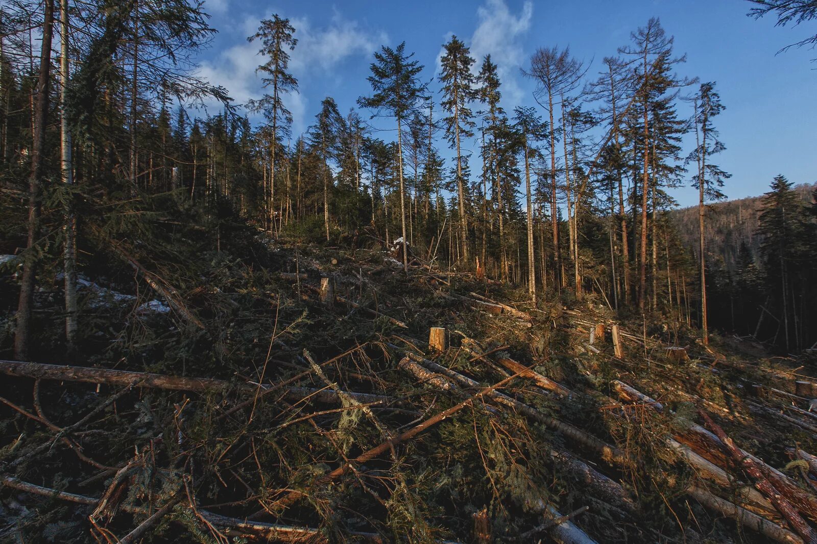 Cut down forest. Тайга Вологодской области. Вырубленный лес России. Вырубка лесов. Тайга вырубка лесов.