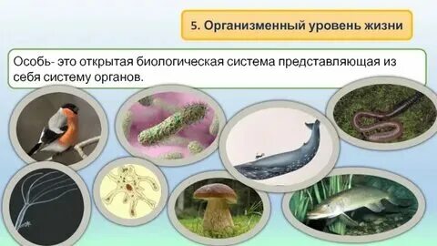 Психология организменный уровень