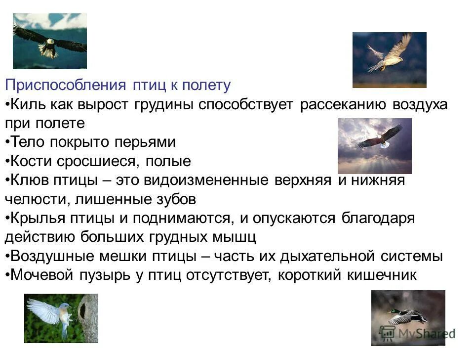 Перечислите приспособления к полету хорошо видные. Перечислите приспособления к полету хорошо видные. Приспособления птиц к полету во внешнем и внутреннем строении. Приспособления птиц к полету. Перечислите приспособления к полету хорошо видные.