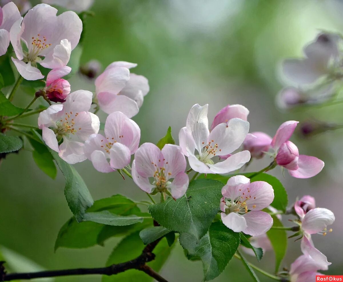 Яблоки цветы весны. Цветет яблоня Пинк Роуз. Майское цветение яблони. Красивая ветка цветущей яблони.
