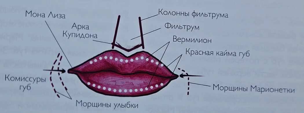 Части губ рта. Красная кайма губ анатомия. Строение губ. Строение красной каймы губ.