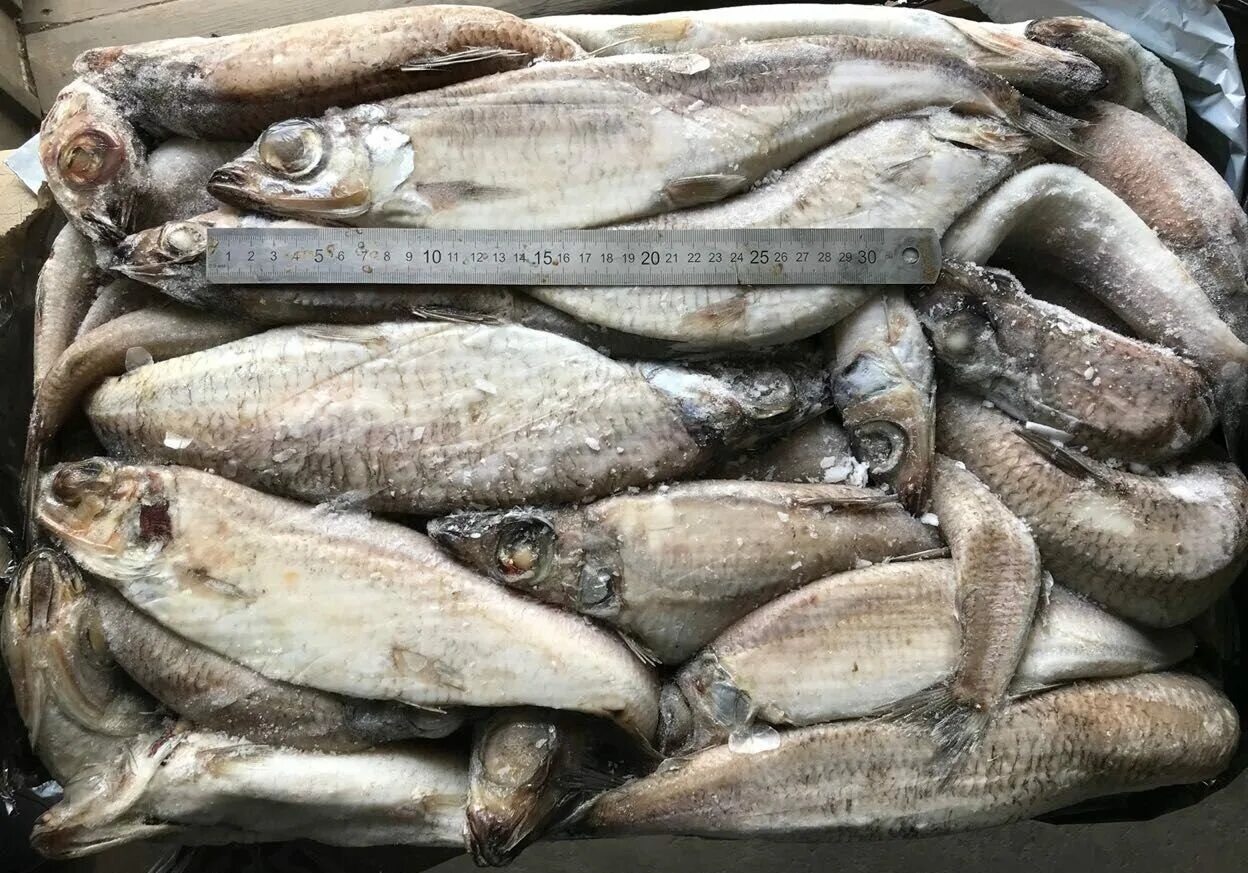 Рыба аргентина фото. Рыба аргентина. Корюшка аргентина. Рыба аргентина фото. Рыба аргентина мороженая.