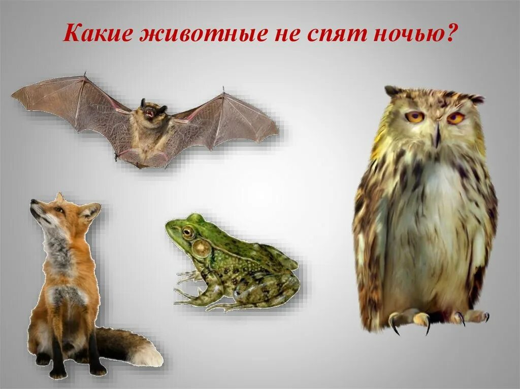 Какие животные не спят ночью. Окружающий мир - ночные животные.. кто не спит ночью из животных. какие животные ночью не спят окружающий мир.