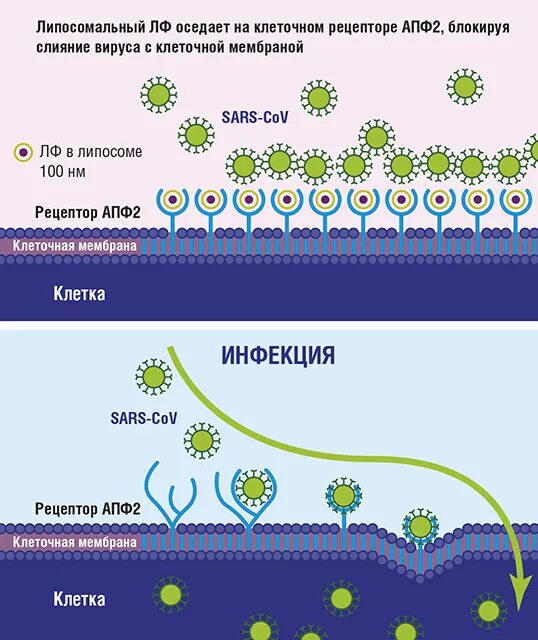 Рецепторы АПФ 2 И коронавирус. Ангиотензинпревращающий фермент и коронавирус. Клетки с рецепторами к АПФ 2. Коронавирус и белок апф2.