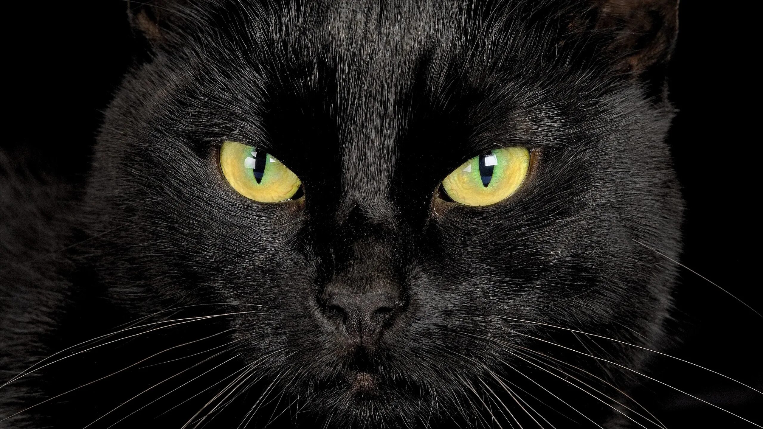Чёрный кот. Черные коты. Черный кот картинки. Черная кошка анфас.