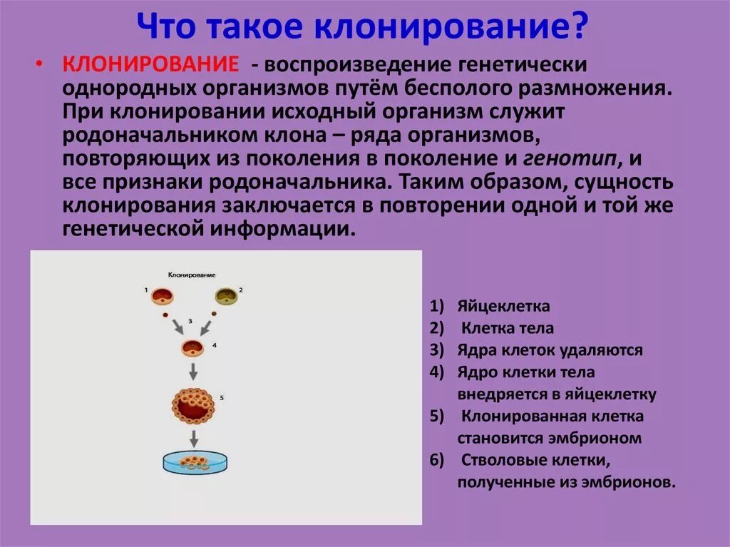 Клон клеток это. Клонирование в биологии кратко. Методы биологии клонирование. Клонирование человека презентация. Клеточная и генная инженерия клонирование.