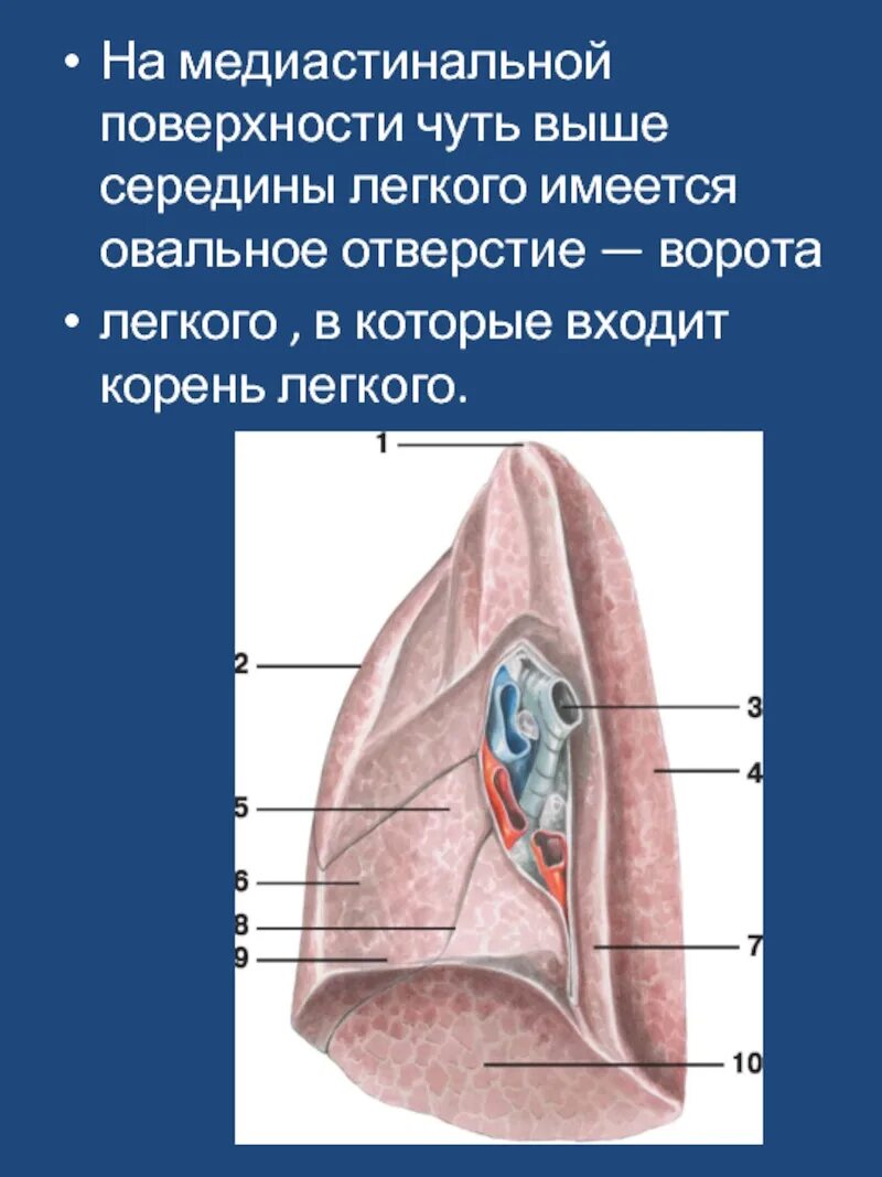 Ворота легкого образования. Ворота легкого и корень легкого. Средостенная поверхность легкого. Строение корня легкого. Структура корня легкого.