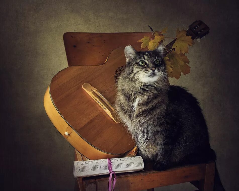 Кошка музыкант