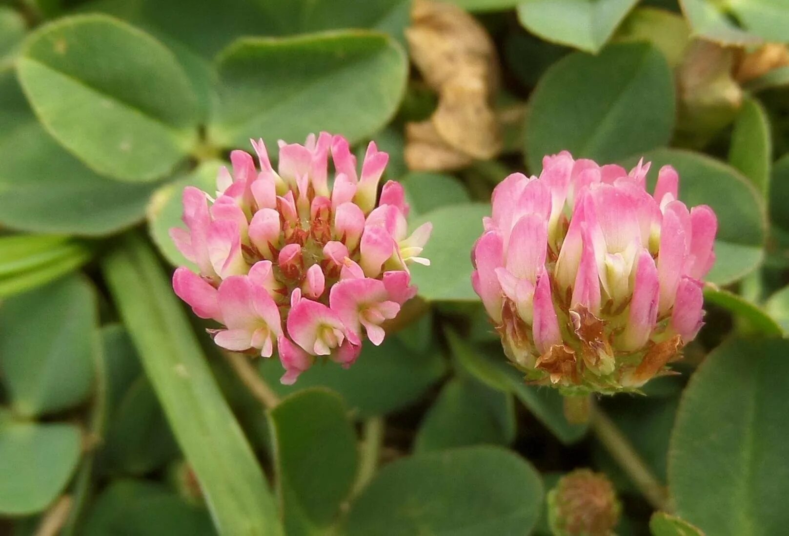 Клевер Земляничный. Клевер Земляничный, пустоягодник. Trifolium fragiferum. Клевер Луговой Клевер ползучий Клевер Земляничный. Клевер луговой небольшое растение обычно его