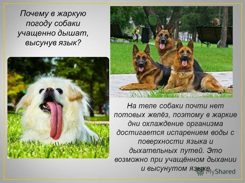 Собака сильно дышит. Почему собаки высовывают язык в жаркую погоду. Почему собаки высовывают язык. Почему собака часто дышит. Собака с высунутым языком.